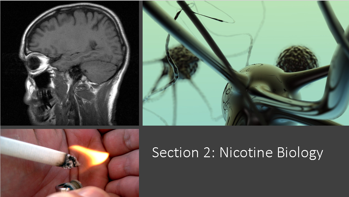 Nicotine Biology